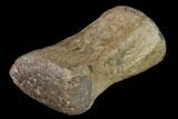 Fossil Pliosaur (Pliosaurus) Flipper Digit - England #136736-3